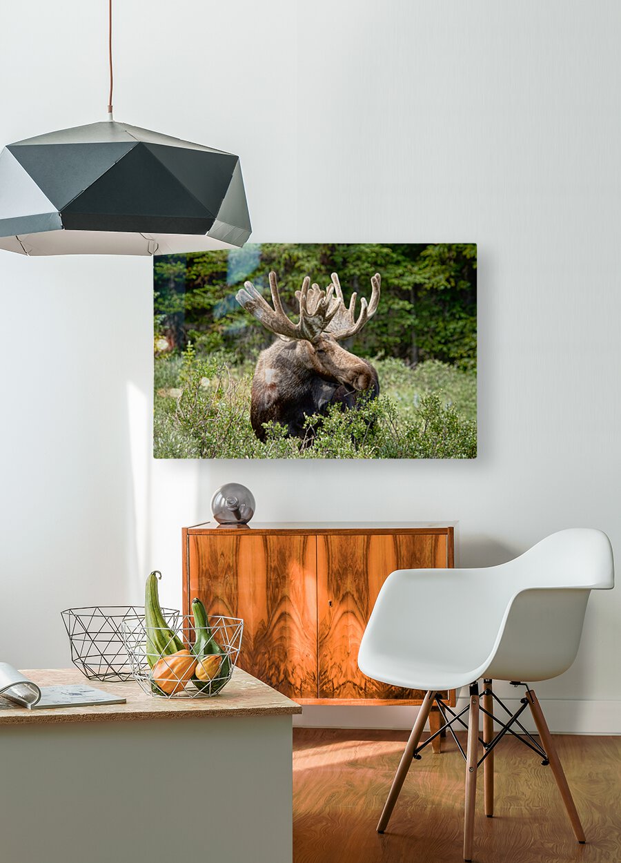 Moose Be Too Cool  HD Metal print with Floating Frame on Back