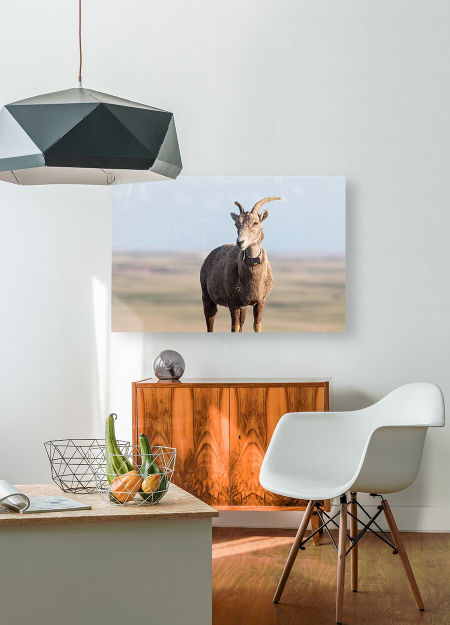 Badlands Bighorn A Glimpse of Audubons Majestic Sheep  HD Metal print with Floating Frame on Back