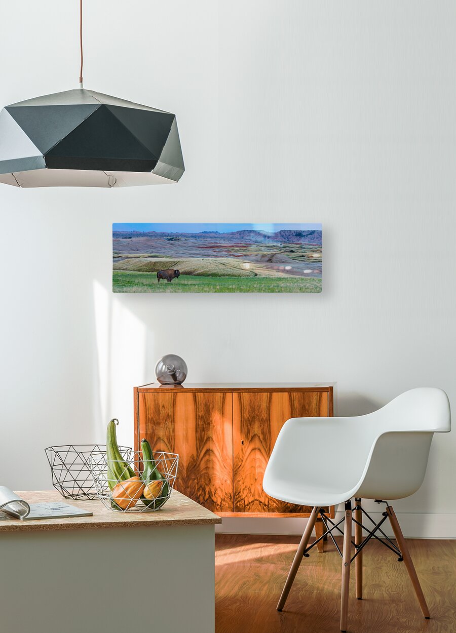 The Majestic Bison -  Roaming the Colorful Badlands of SD  HD Metal print with Floating Frame on Back