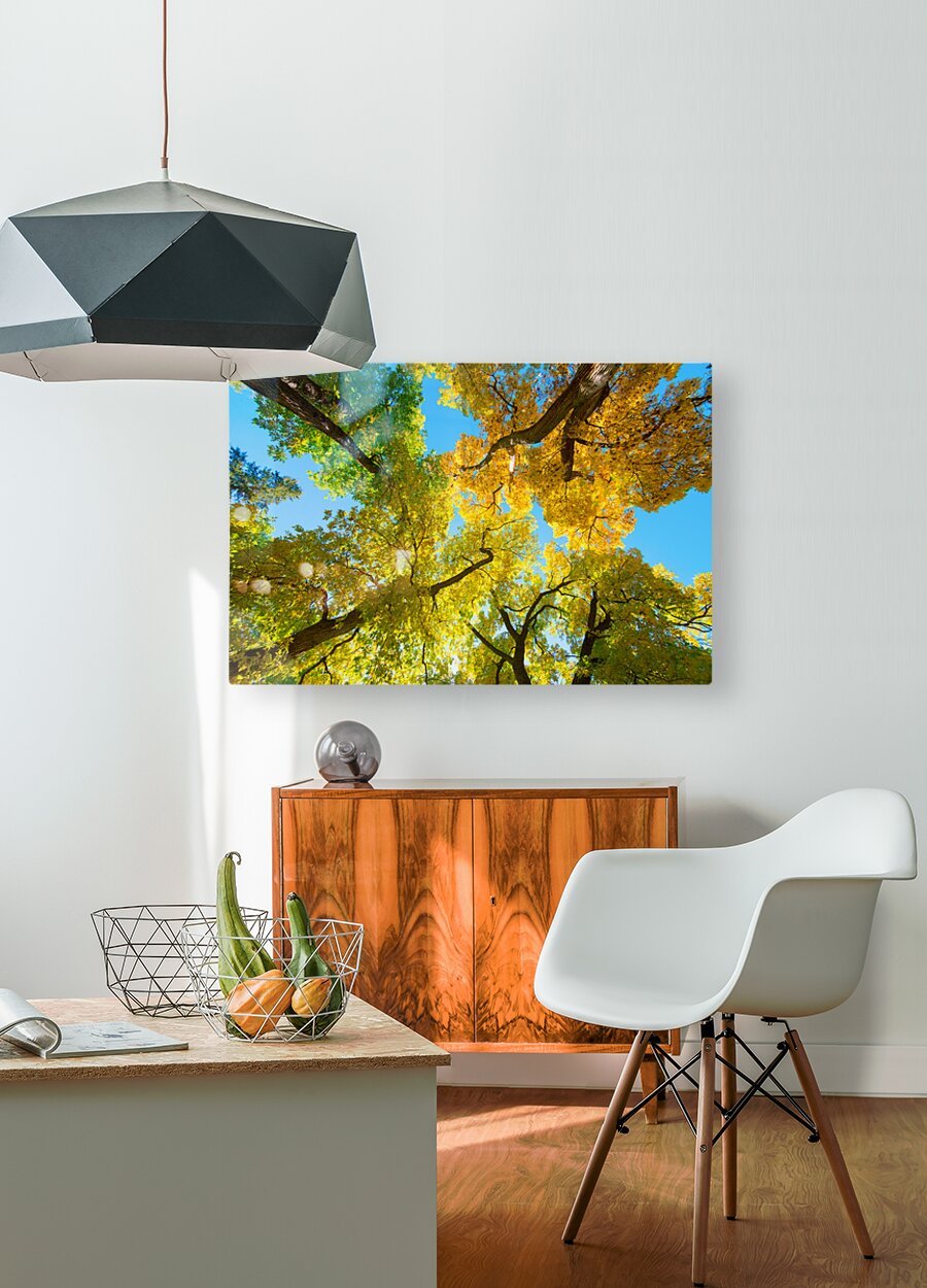 Vibrant Autumn Landscape - Colorful Trees under Blue Sky  HD Metal print with Floating Frame on Back