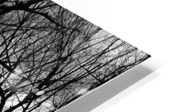 Tree Branches Into The Night Impression de sublimation métal HD