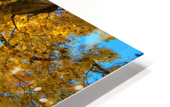 Vibrant Autumn Landscape - Colorful Trees under Blue Sky HD Sublimation Metal print