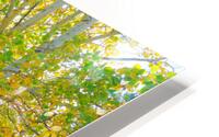 Golden Glimmer A Dance of Aspens in the Sun HD Metal print