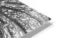 Pumpkin Pumpkin Black and White HD Metal print