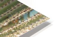 Saguaro Cactus Bloom HD Metal print