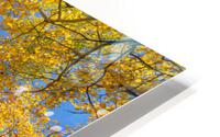 Aspen  Curve HD Metal print