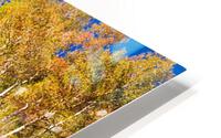 autumn aspen trees Panorama1 HD Metal print