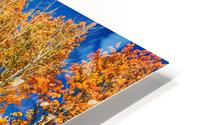 colorful colorado autumn aspen trees Impression metal HD