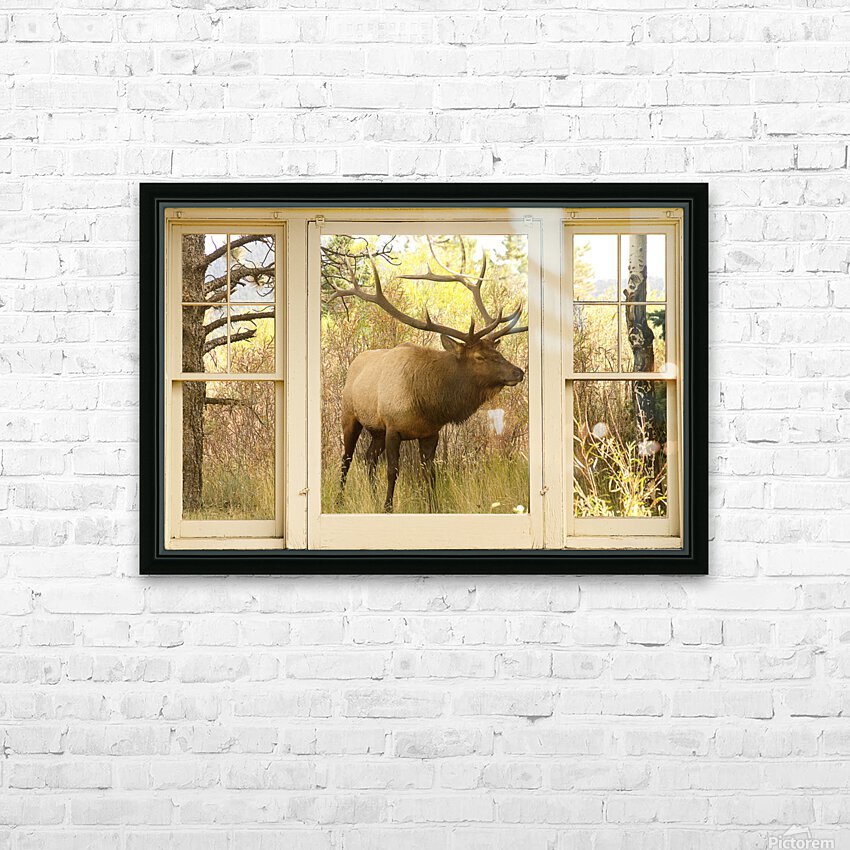 Bull Elk Window View HD Sublimation Metal print with Decorating Float Frame (BOX)