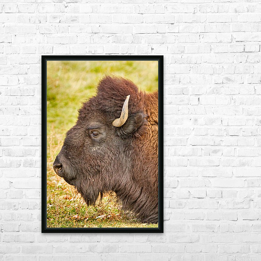 Bison Headshot Profile a HD Sublimation Metal print with Decorating Float Frame (BOX)