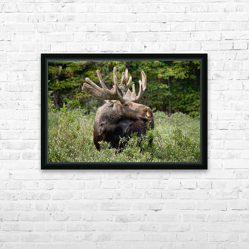 Bull Moose Wild HD Sublimation Metal print with Decorating Float Frame (BOX)