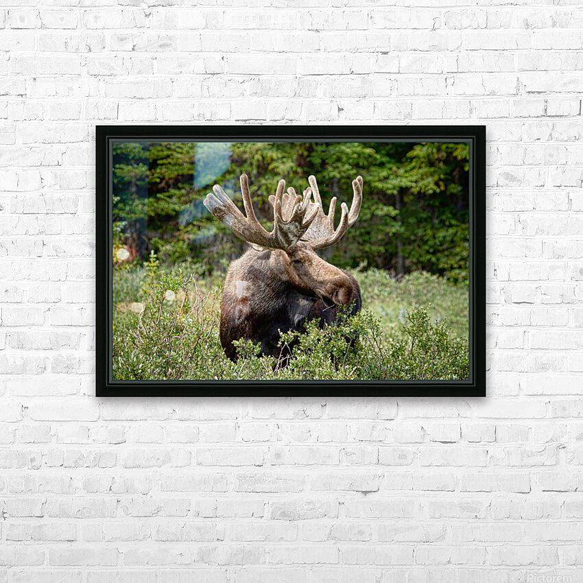 Moose Be Too Cool HD Sublimation Metal print with Decorating Float Frame (BOX)