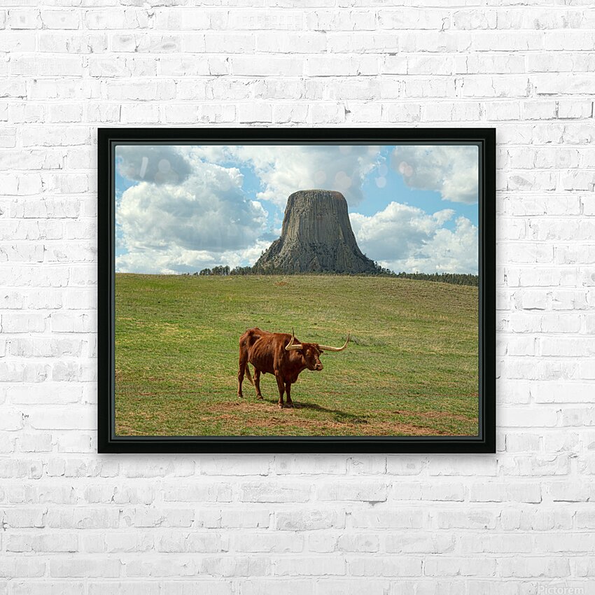 Longhorn Cow Posing at Devils Tower in Wyoming - First US Nation HD Sublimation Metal print with Decorating Float Frame (BOX)