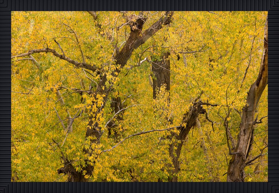 Impression de cadre personnalisé