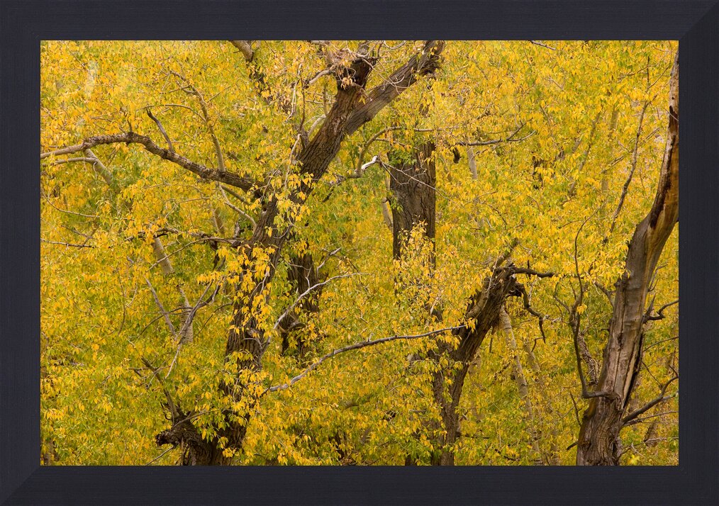 Impression de cadre personnalisé