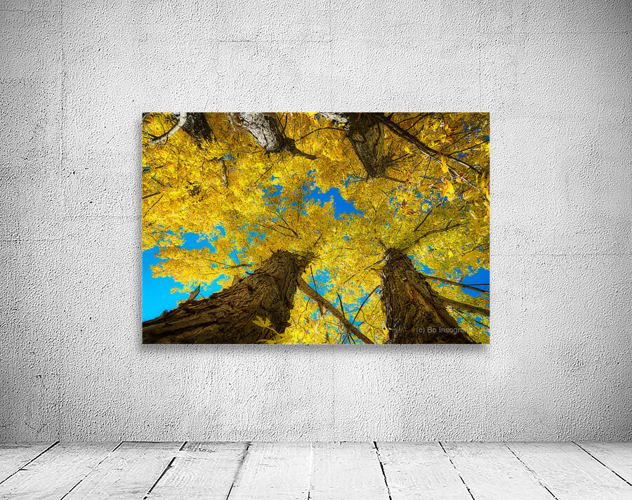 Maple Up Wall Preview