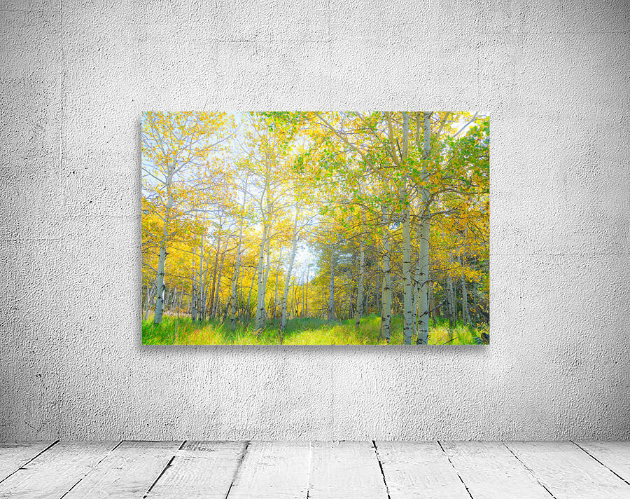 Golden Glimmer A Dance of Aspens in the Sun Wall Preview