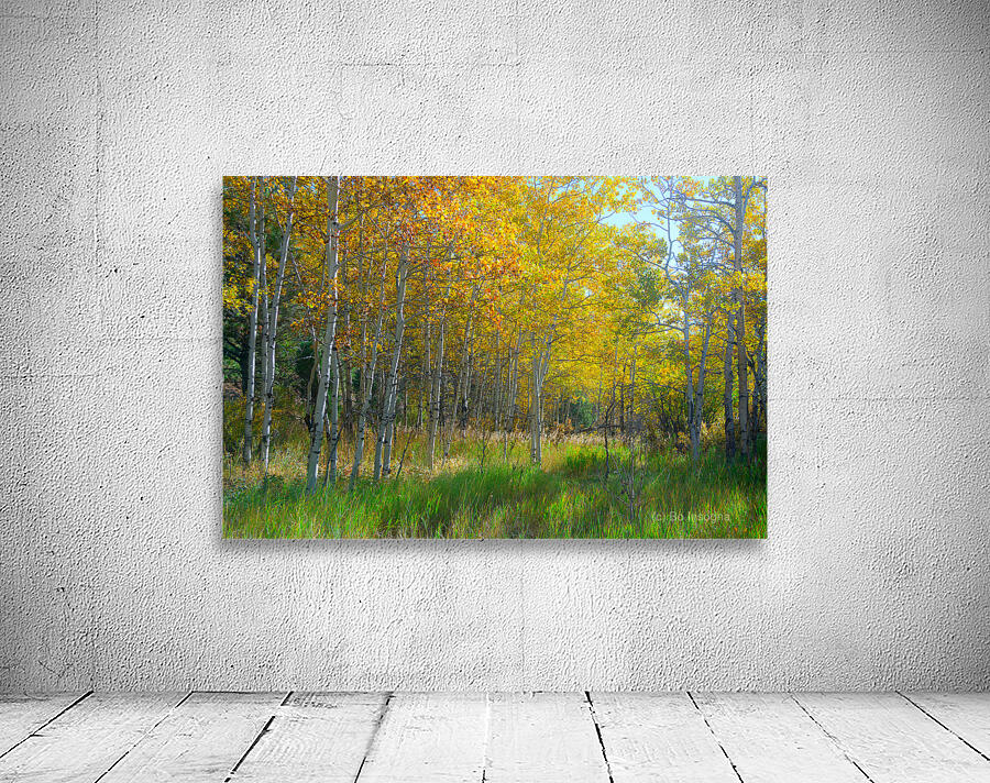 Golden Aspens & Green Dreams Natures Autumn Meadow Wall Preview