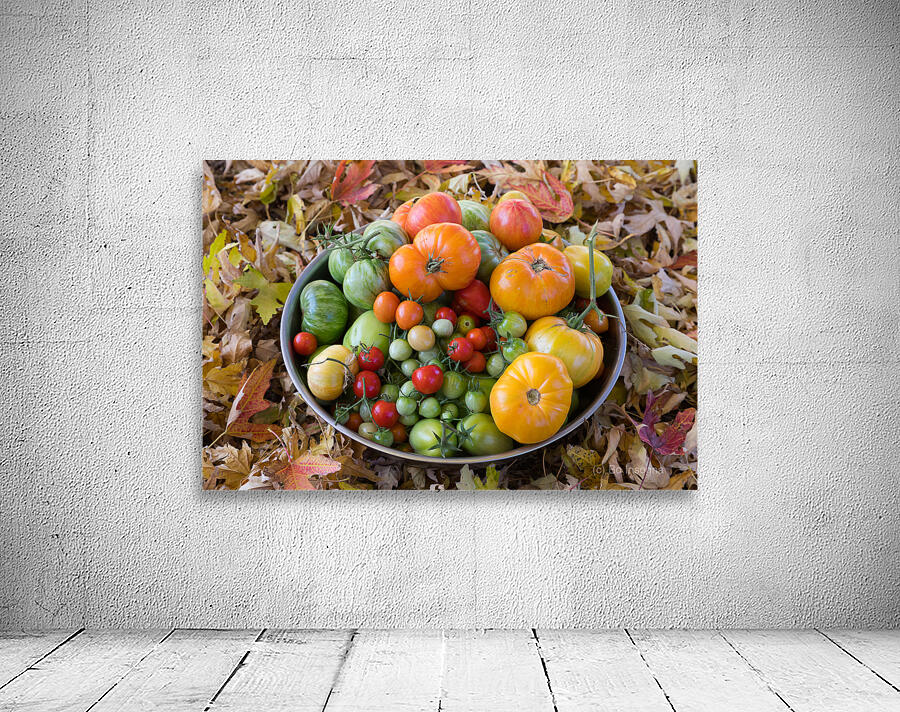 Colorful Heirloom Tomato Harvest in Autumn Leaves Wall Preview