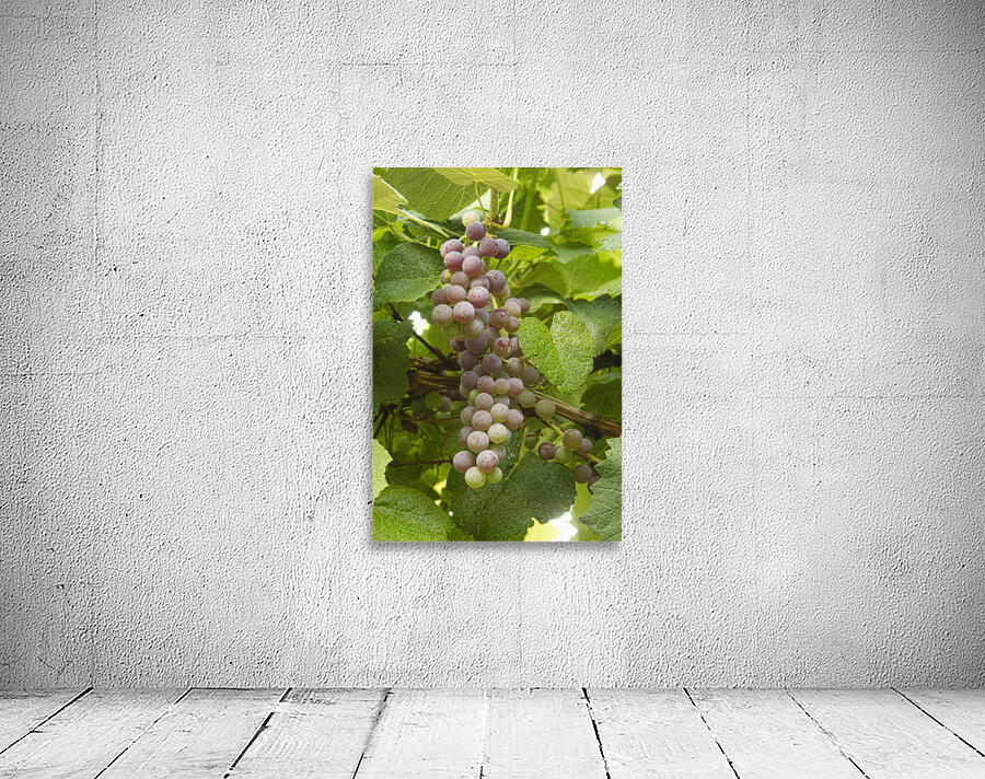 Red Grapes on The Vine Wall Preview