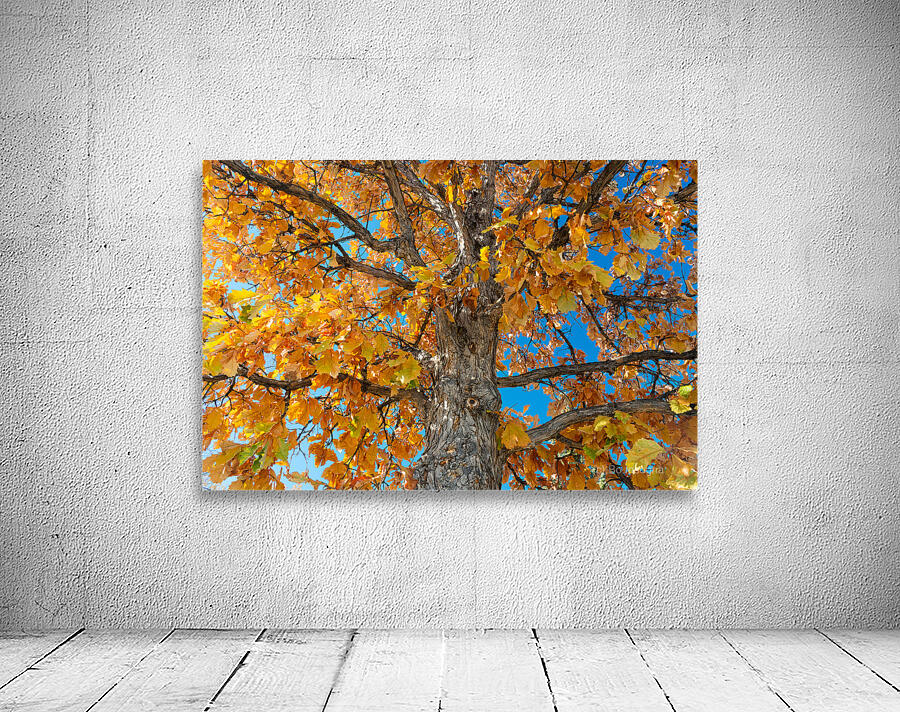 Golden Autumn Glow Under a Blue Sky Wall Preview