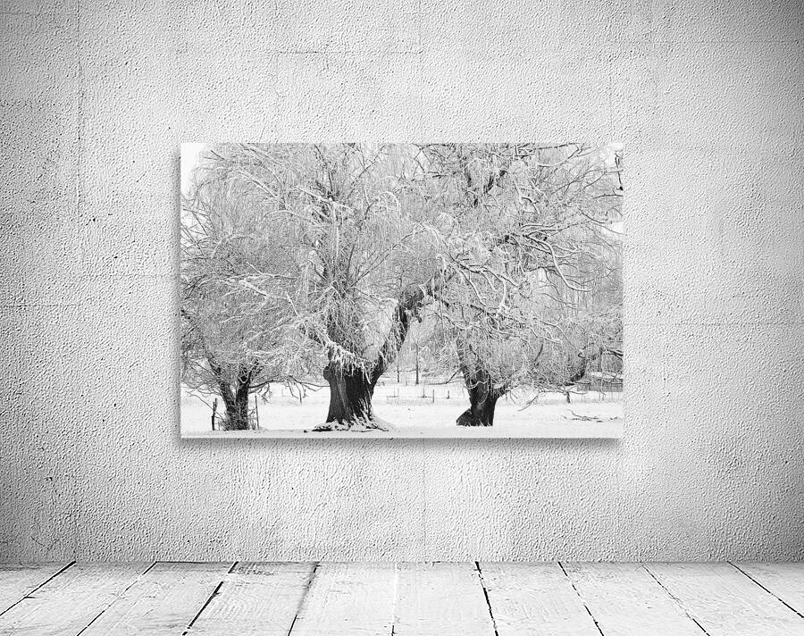 Three Trees Wall Preview