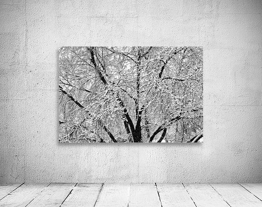 Black and White Snowy Tree Branches Abstract 2 Wall Preview