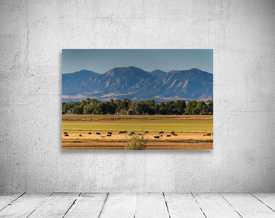 Boulder Flatirons and Cows Wall Preview