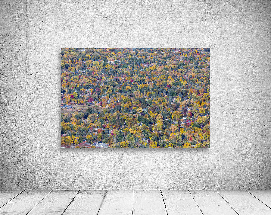 Colorful Trees of Boulder Colorado Wall Preview