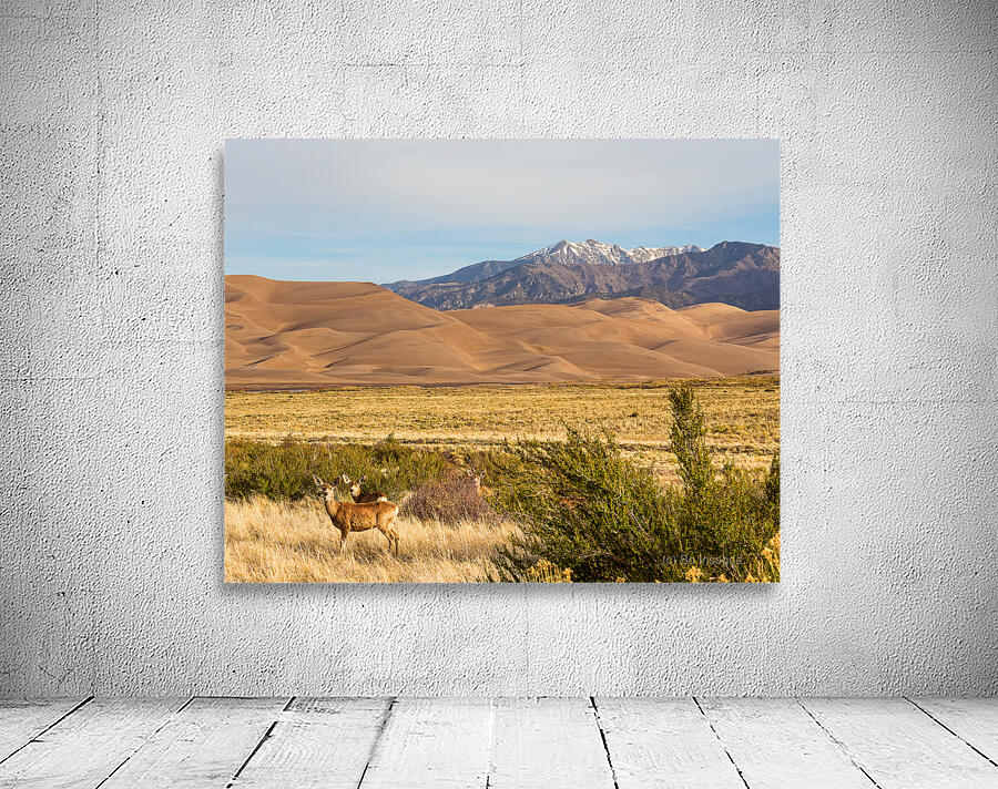 Deer And The Great Colorado Sand Dunes Wall Preview