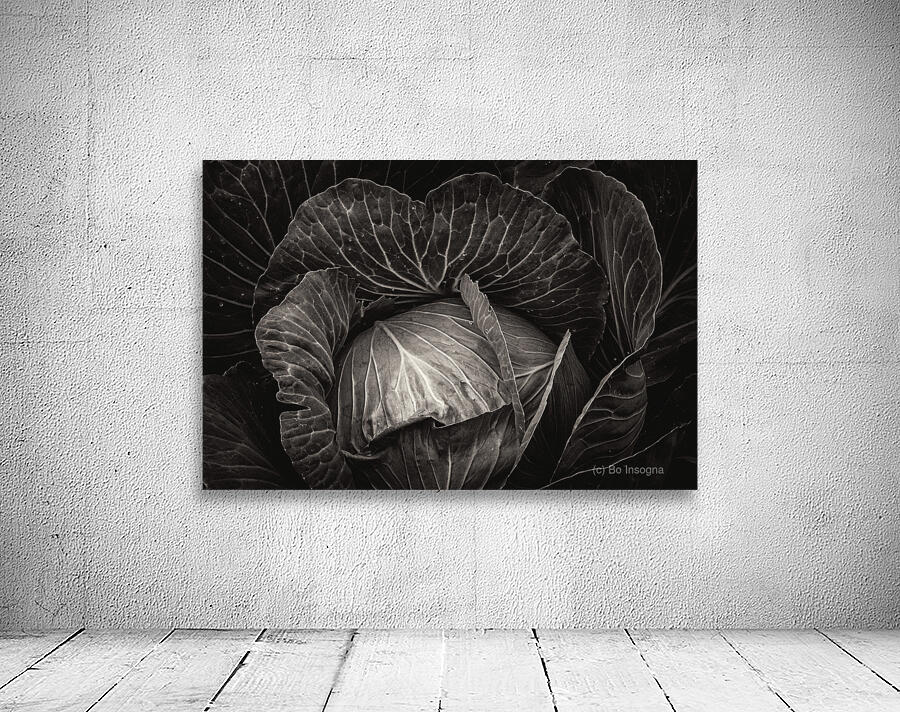 Whispers of the Garden A Monochromatic Cabbage Study Wall Preview