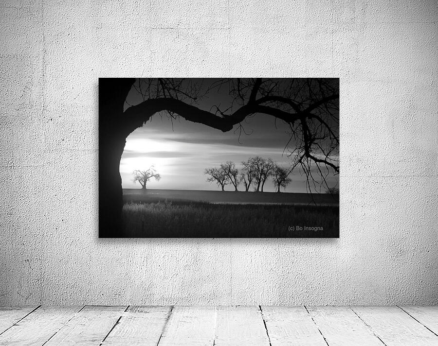 Whispers of Trees and Meadows at Sunrise in Black and White Wall Preview