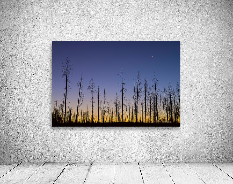 Yellowstone National Park wildfire aftermath Wall Preview