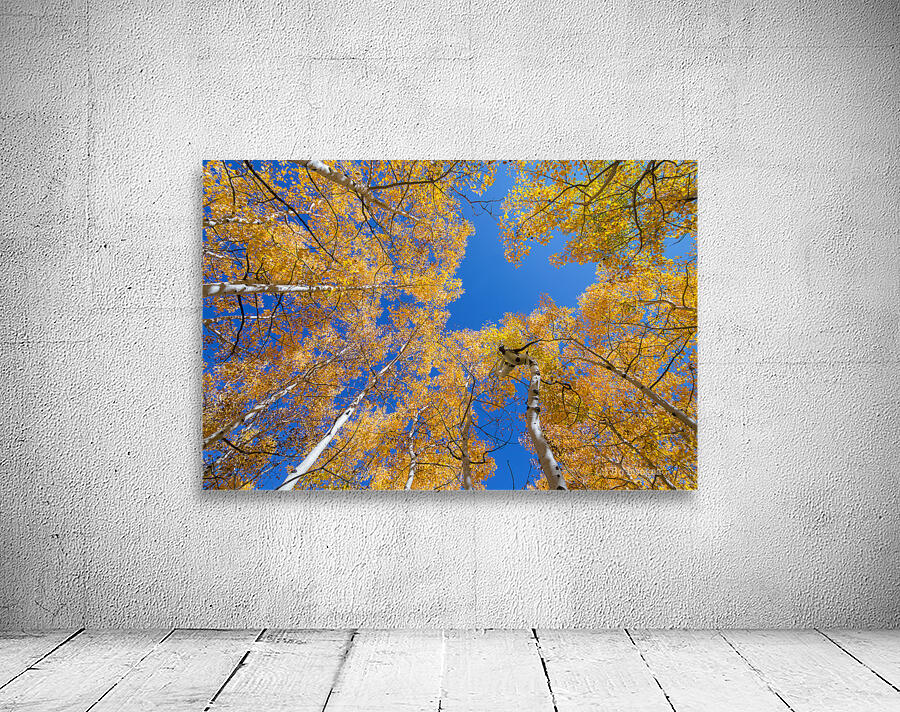 Aspen  Curve Wall Preview