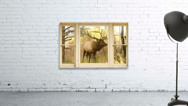 Bull Elk Window View