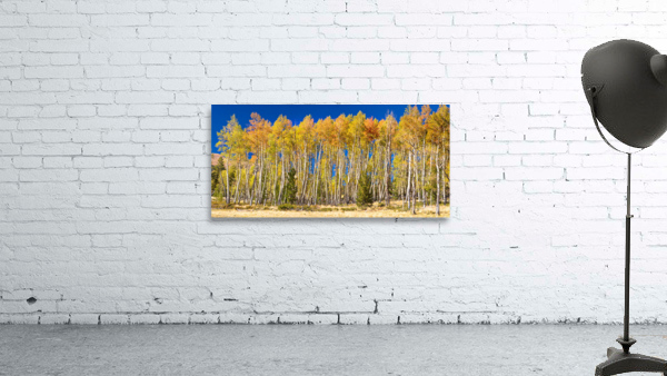 autumn aspen trees Panorama1 Wall Preview