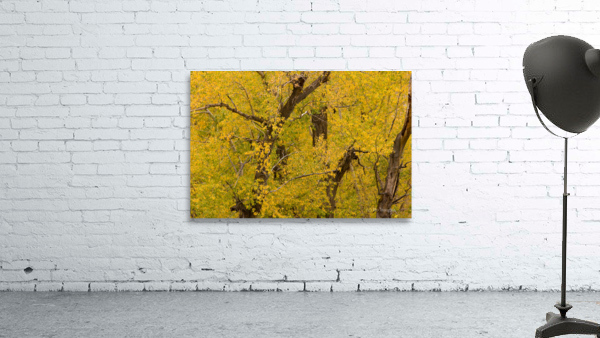 Cottonwood Tree Fall Foliage Wall Preview