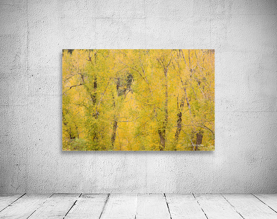 cottonwood autumn colors Wall Preview