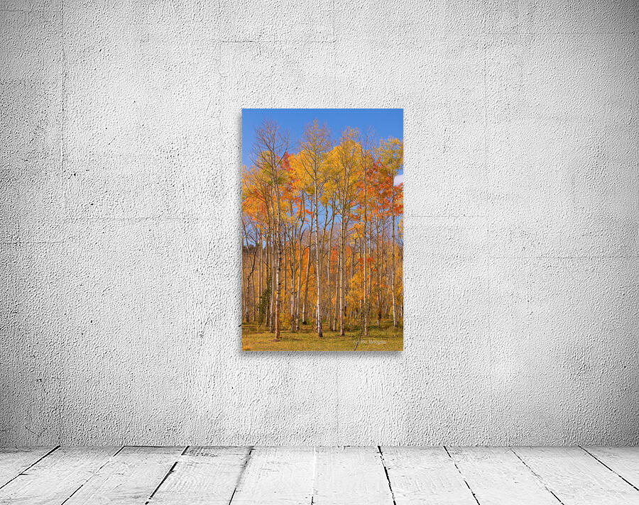 colorful colorado autumn  Wall Preview