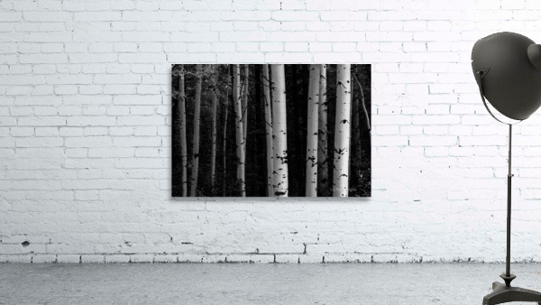 Shades Of A Forest Wall Preview