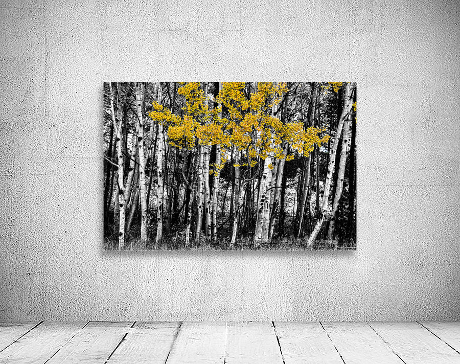 Aspen Touch of Orange Wall Preview