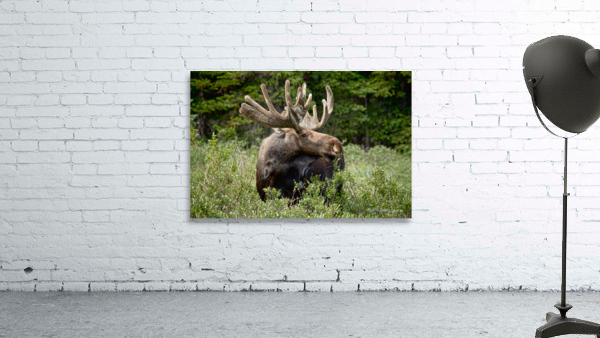 Bull Moose Wild