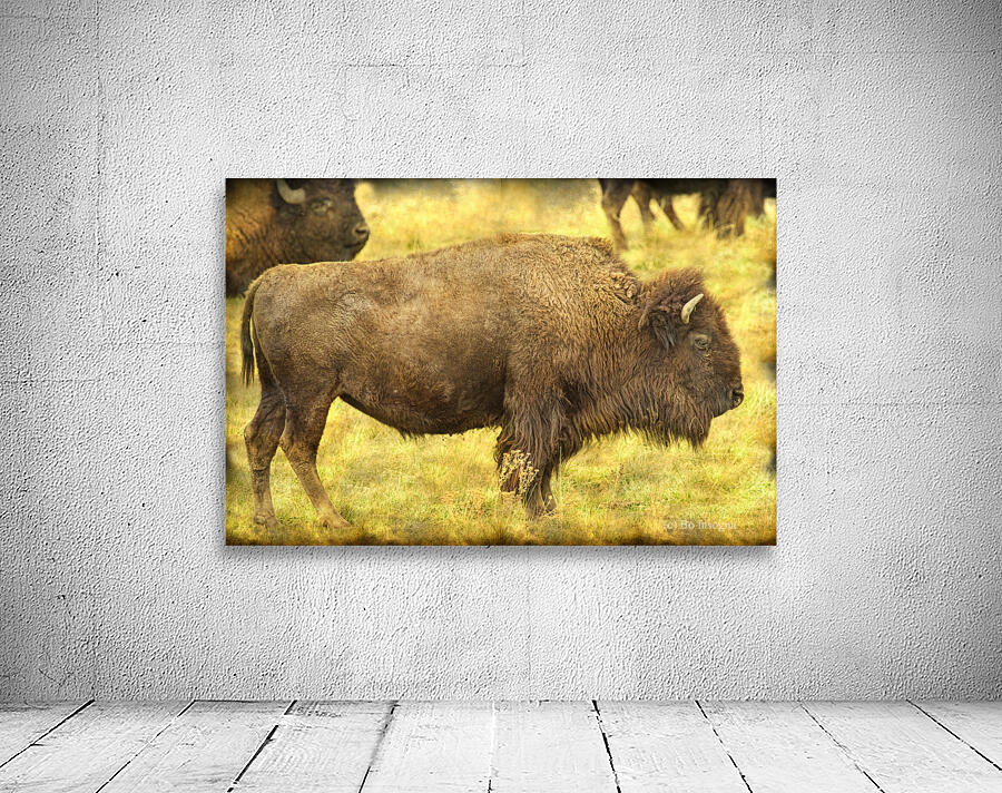 Bison Wall Preview