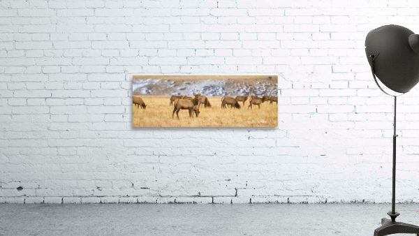 Elk Heard Colorado Foothills Plains Panorama