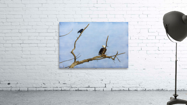 Bald Eagle Crow Wall Preview