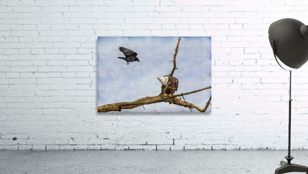 Crow Attacking Bald Eagle Wall Preview