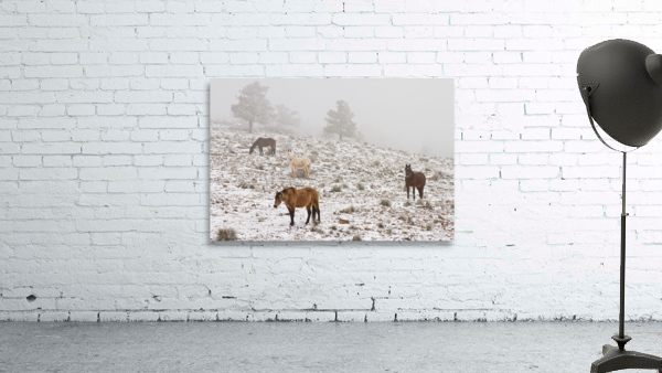Rocky Mountain Horses Snow Fog by Bo Insogna