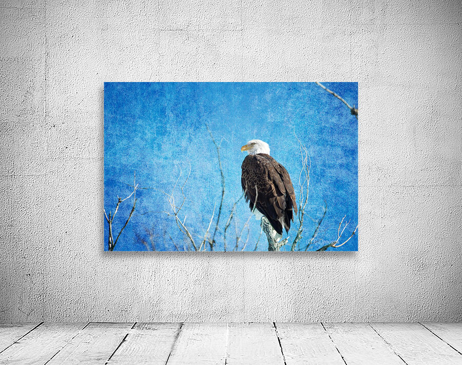 Bald Eagle Blues Wall Preview