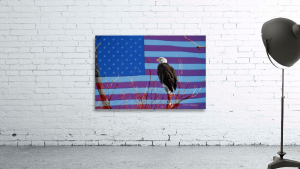 American Bald Eagle 3 Wall Preview
