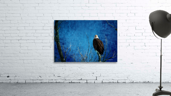 Bald Eagle Blues Into Night by Bo Insogna